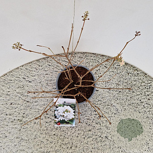 Viburnum plic. 'Watanabe' 30-35 cm 2,5L