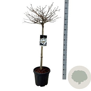 Viburnum plic. 'Watanabe' 80 cm stam 15L