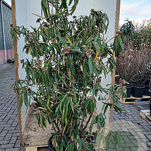 Viburnum rhytidophyllum 150-175 cm cont. 70L najaarspotting