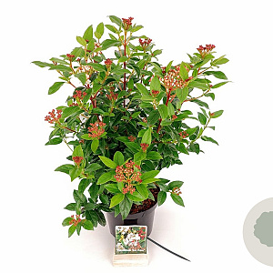 Viburnum tin. 'Eve Price' 30-40 cm 3,0L