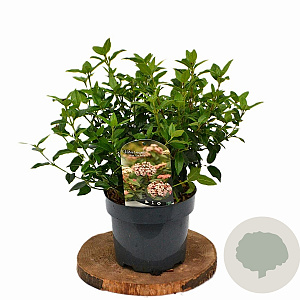 Viburnum tin. 'Eve Price' 30-40 cm 3,0L