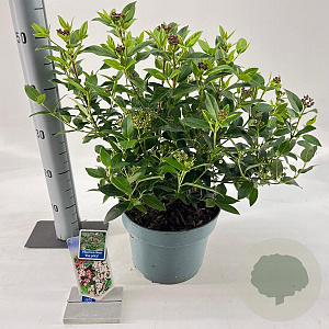 Viburnum tin. 'Eve Price' 35-45 cm 5,0L