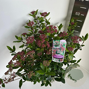 Viburnum tin. 'Gwenllian' 40-45 cm 5,0L