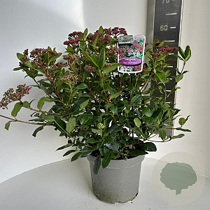 Viburnum tin. 'Gwenllian' 40-45 cm 5,0L