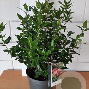 Viburnum tin. 'Gwenllian' 40-50 cm 5,0L