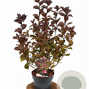 Weigela florida 'Victoria' 40-50 cm 3,0L