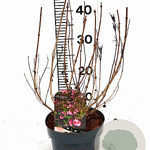 Weigela florida 'Victoria' 40-50 cm 3,0L