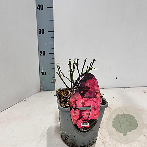 Rosa (H) Pink Blanket 10-15 cm C1.5