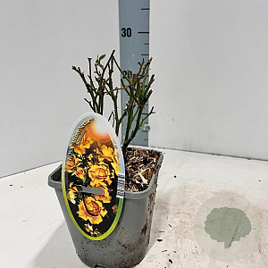 Rosa (PA) Spelarosa Amber Nectar 10-15 cm C1.5