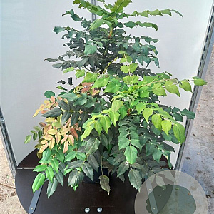 Mahonia japonica 'Hivernant' 80-100 cm 12L kegel