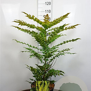 Mahonia media 'Winter Sun' 80-100 cm 12L kegel