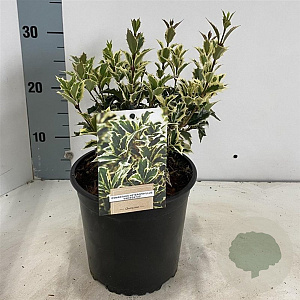 Osmanthus heter. 'Variegatus' 20-25 cm 2,0L