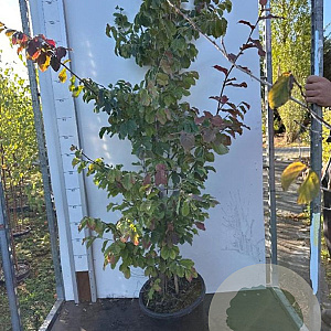 Parrotia persica 125-150 cm 12L