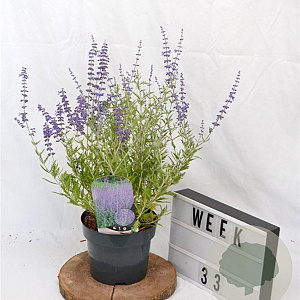 Perovskia 'Blue Spire' 30-40 cm 3,0L