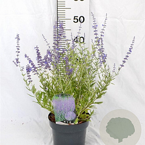 Perovskia 'Blue Spire' 30-40 cm 3,0L