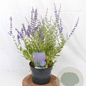 Perovskia 'Blue Spire' 30-40 cm 3,0L