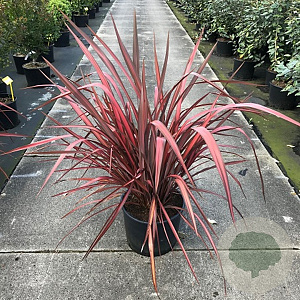 Phormium 'Evening Glow' 40-60 cm 7,5L