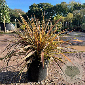 Phormium 'Flamingo' 40-60 cm 7,5L