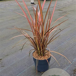 Phormium 'Pink Panther' 40-60 cm 7,5L