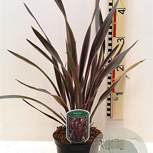 Phormium 'Pink Stripe' A kwaliteit 12L