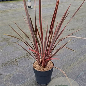 Phormium 'Sundowner' A kwaliteit 12L