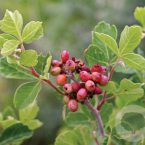 Rhus aromatica 150-175 cm 35L solitair