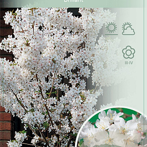 Prunus nipponica 'Brillant' 120 cm stam 7,5L