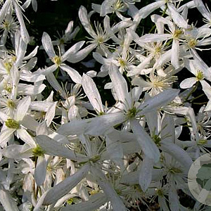 Clematis terniflora mandshurica 80 cm rozenpot 2L