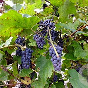 Vitis amurensis 70 cm 2,0L