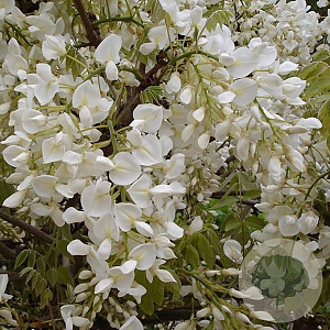 Wisteria flor. 'Alba' 125-150 cm 50L solitair