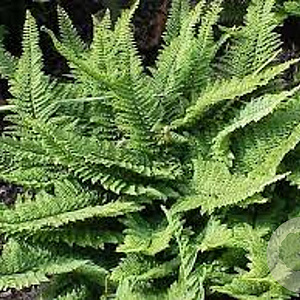Polystichum set. 'Plumosum' GM P9