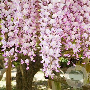 Wisteria flor. 'Kuchi-beni' 200-225 cm cont. 160L solitair