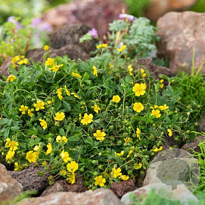 Potentilla neumanniana GM P9
