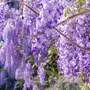 Wisteria sinensis 'Motorla' 80-100 cm 2,5L