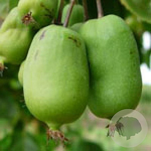 Actinidia a. 'Jumbo' 70 cm 2,0L