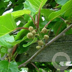 Actinidia deliciosa 'Atlas' 150-175 cm 5,0L