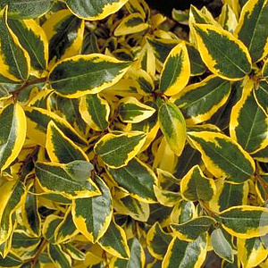 Elaeagnus ebb. 'Gilt Edge' 25-30 cm 5,0L