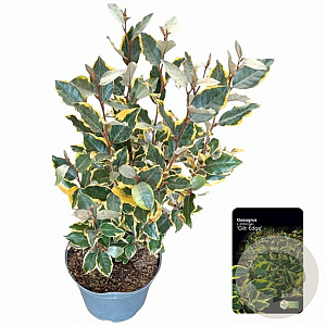 Elaeagnus ebb. 'Gilt Edge' 40-60 cm 5,0L