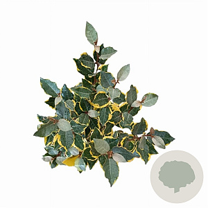 Elaeagnus ebb. 'Gilt Edge' 40-60 cm 5,0L