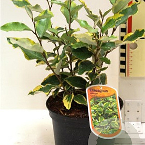 Elaeagnus ebb. 'Viveleg' 25-30 cm 5,0L