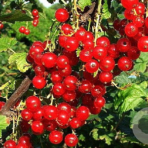Ribes rubrum (red) 60-80 cm 5,0L 3-5 tak