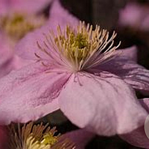 Clematis montana mix 70 cm 2,0L