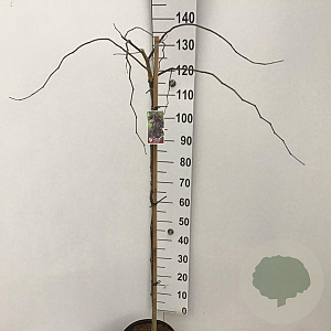 Cercis can. 'Ruby Falls' 120 cm stam 10L