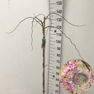 Cercis can. 'Ruby Falls' 120 cm stam 10L