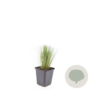 Stipa tenuissima 'Ponytails' GM P9