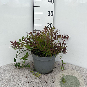 Deutzia gracilis 'Nikko' 20-25 cm 5,0L