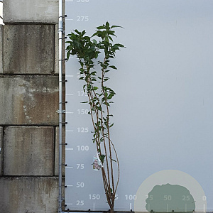 Prunus ser. 'Amanogawa' 175-200 cm 12L