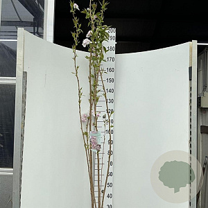 Prunus ser. 'Amanogawa' 175-200 cm 12L