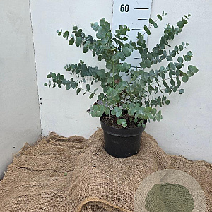 Eucalyptus gunnii 30-40 cm 7,5L