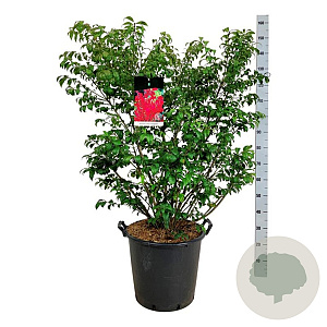 Euonymus alat. 'Compactus' 80-100 cm 30L extra